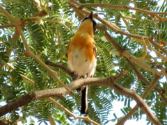 Batis pririt affinis