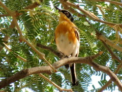 Batis pririt affinis