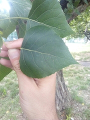 Populus nigra