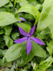 Vinca major