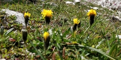 Scorzoneroides montana