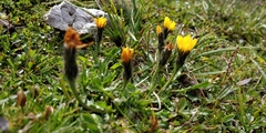 Scorzoneroides montana