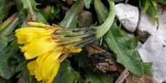 Scorzoneroides montana