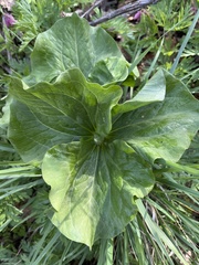 Trillium albidum