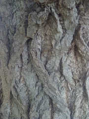 Populus nigra