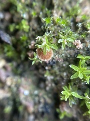 Lamprospora miniata