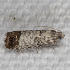 Pammene medioalbana