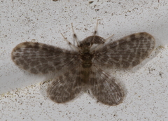 Nallachius americanus