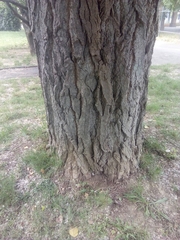 Populus nigra