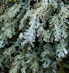 Heterodermia obscurata