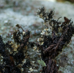 Heterodermia obscurata