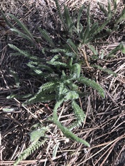 Ivesia santolinoides