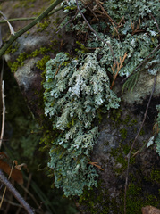 Heterodermia obscurata