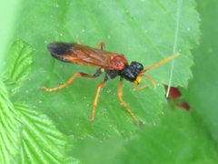 Tenthredo campestris