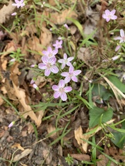 Claytonia caroliniana