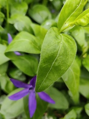 Vinca major