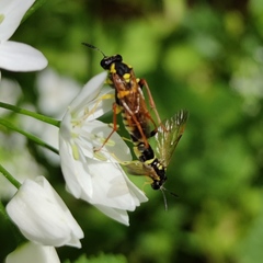 Macrophya postica