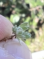 Stylocline gnaphaloides