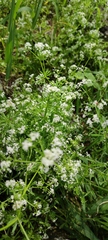 Galium pisiferum