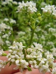 Galium pisiferum