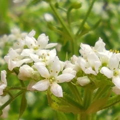 Galium pisiferum