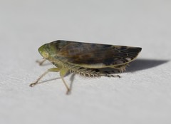 Acinopterus acuminatus