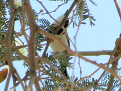 Batis pririt affinis