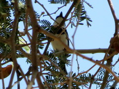 Batis pririt affinis