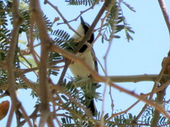 Batis pririt affinis