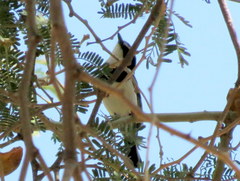 Batis pririt affinis