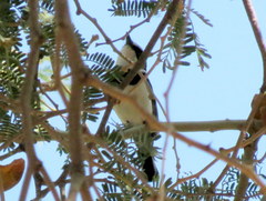 Batis pririt affinis