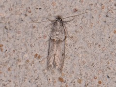 Myelopsis alatella