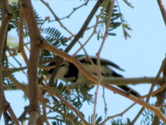 Batis pririt affinis