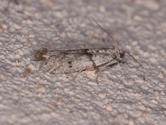 Myelopsis alatella