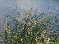 Schoenoplectus lacustris