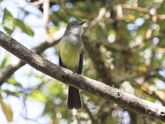 Myiarchus cephalotes