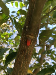 Lopidea major