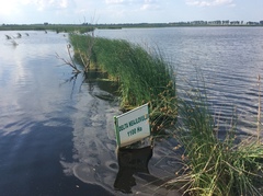 Schoenoplectus lacustris