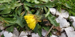 Scorzoneroides montana