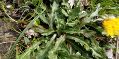 Scorzoneroides montana