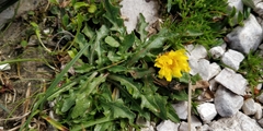 Scorzoneroides montana
