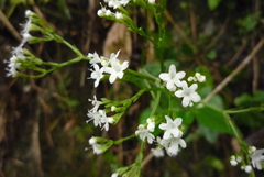 Valeriana hsui