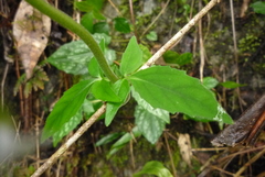 Valeriana hsui