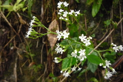 Valeriana hsui