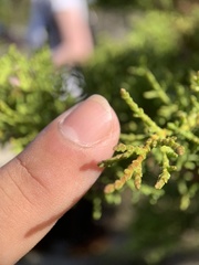 Cupressus goveniana