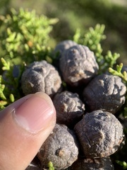 Cupressus goveniana