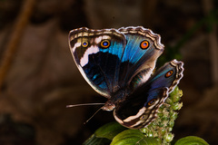 Junonia orithya here