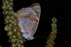 Junonia orithya here