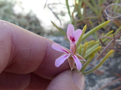 Pelargonium laevigatum oxyphyllum