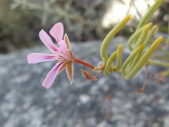 Pelargonium laevigatum oxyphyllum